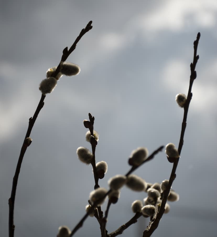 Obrázek pro Žádné koťátko nedojde úhony