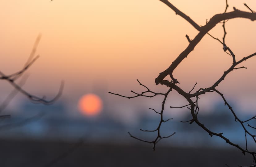 Obrázek pro Vánoční losos s medem a ořechy